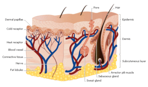 saltsclaysminerals skin_structure