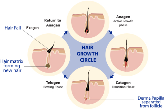 Growth hair cycle