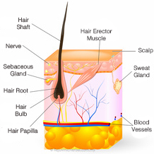 Hair Structure